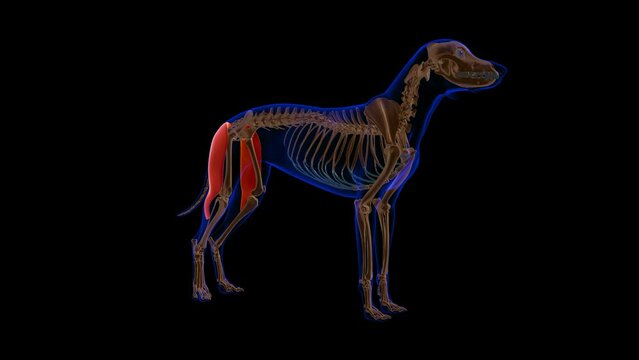 Biceps Femoris muscle Dog muscle Anatomy For Medical Concept 3D Animation