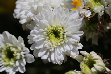 Close up photo of Chrysanthemum flower and blurred background.
