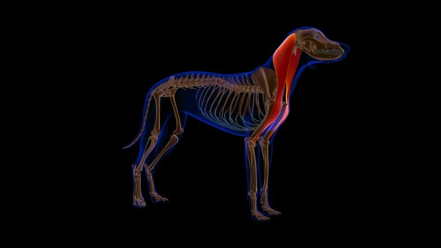 Brachiocephalicus muscle Dog muscle Anatomy For Medical Concept 3D Animation