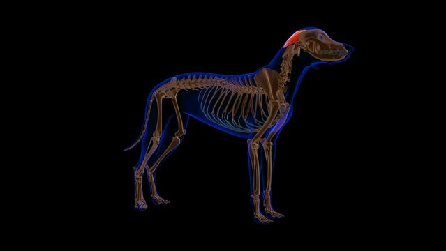 Cervical Auricularis Superficialis Muscle Dog muscle Anatomy For Medical Concept Loopable 3D Animation