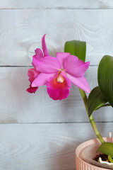 Pink hybrid Cattleya orchid on a blue background, selective focus, vertical orientation, with space for an inscription.