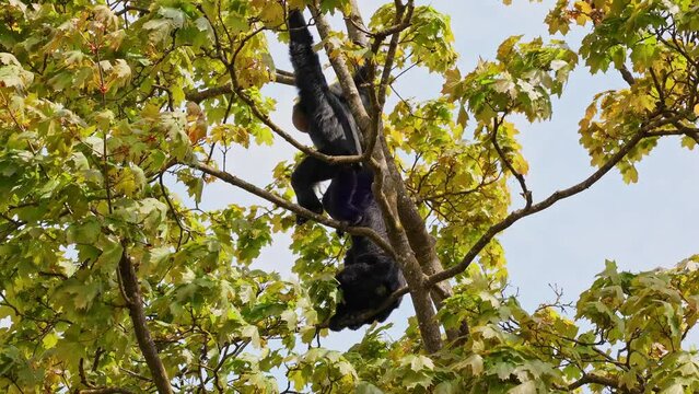 The black-headed spider monkey, Ateles fusciceps is a species of spider monkey, a type of New World monkey, from Central and South America.
