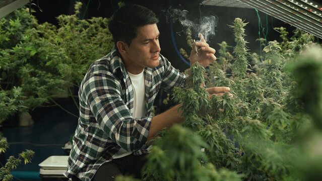 Marijuana farmer smoking rolled marijuana weed joint in curative marijuana farm for recreation or testing examination of his own marijuana quality