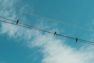 birds on wires