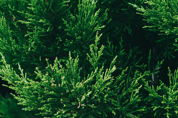 thuja