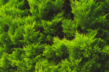 thuja