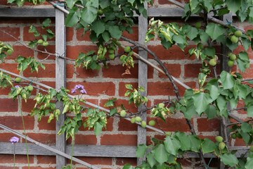 Young fruit growing on tree trained against wall with trellis