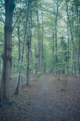 Fototapeta premium forest rain