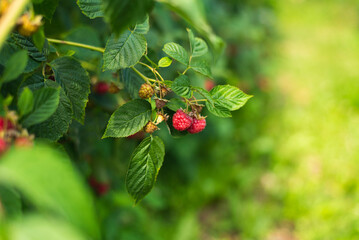 Branch of ripe raspberry in garden