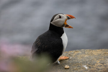 Puffin on Cliffs, Orkney Scotland