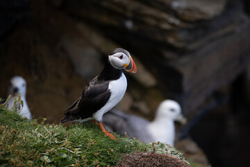 Puffin on Clifftop, Orkney Scotlandd