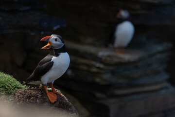 Puffin on Clifftop, Orkney Scotland
