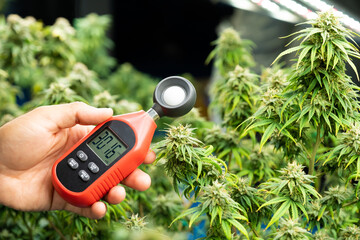 human hand using lux light meter  to check light condition for  growth and control quality of...