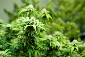 Selective focus on cannabis or marijuana. With hand on the leaf to check and inspect for the growth...