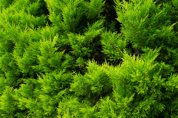thuja