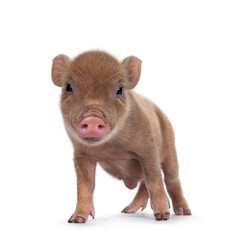 Fototapeta premium Cute 2 days old red mini potbellied pig, standing facing front. looking straight to camera. Isolated on a white background.