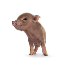 Cute 2 days old red mini potbellied pig, standing facing front. Looking side ways away from camera. Isolated on a white background. - obrazy, fototapety, plakaty