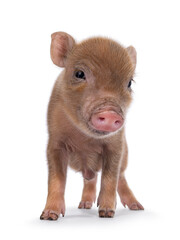 Cute 2 days old red mini potbellied pig, standing facing front. looking straight to camera....