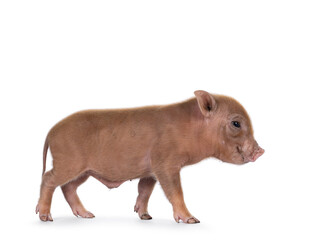 Cute 2 days old red mini potbellied pig, standing side ways. Looking side ways away from camera. Isolated on a white background.