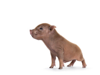 Cute 2 days old red mini potbellied pig side ways. Looking to the side away from camera. Isolated on a white background.