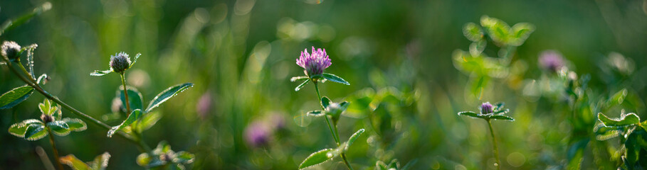 dewy plants with nice soft artistic bokeh