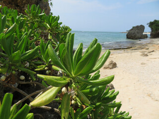 tree on the beach