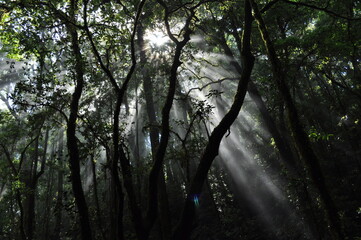 Sun rays in the middle of the rainforest