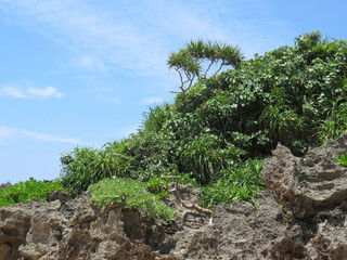 tree on the hill