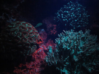 coral reef