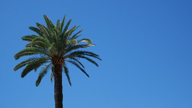 Un palmier devant un ciel bleu. Espace texte. Palmier Phoenix canariensis. Cannes, Côte d'azur, France