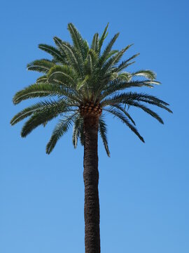 Un palmier devant un ciel bleu.. Palmier Phoenix canariensis. Cannes, Côte d'azur, France