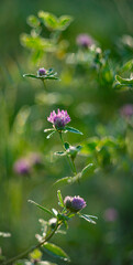 dewy plants with nice soft artistic bokeh