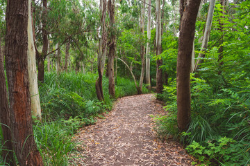 path in the forest