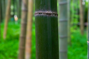 bamboo forest