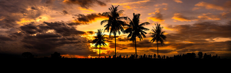Obraz premium Panorama silhouette coconut tree with sunset.Palm Tree silhouetted against a setting sun.Dark tree on open field dramatic sunrise.Palm trees silhouette on sunset tropical beach on Hawaii,USA.