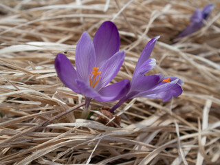 Macro photography of a flower in the Italian Alps in spring