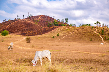 Phu Khao Ya, also called bald hills in Ranong, Thailand
