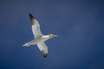 Gannet in Flight, Orkney Scotland