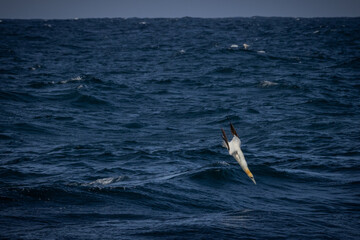 Gannet Diving for Fish, Orkney Scotland