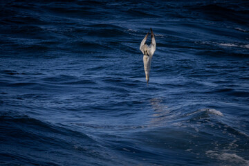 Gannet Diving for Fish, Orkney Scotland
