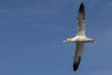 Gannet in Flight, Orkney Scotland