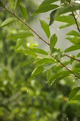 Obraz premium green leaves background