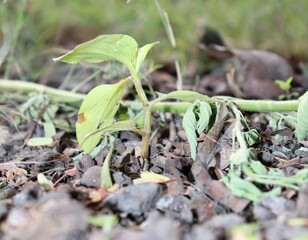 plant in the ground, bountiful plant in farm, farming