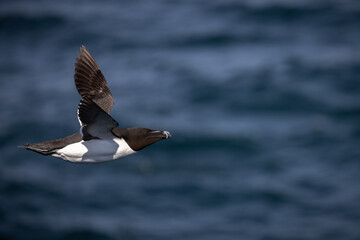 Razorbill in Flight, Orkney Scotland