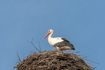  stork stands in the nest