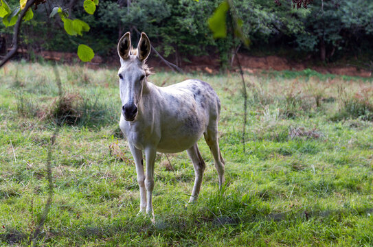 Burro de color blanco en un prado. Pilo&ntilde;a, Asturias, Espa&ntilde;a.