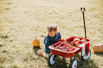 Autumn harvest organic pumpkins and apples. Happy little toddler girl on pumpkin patch on cold...