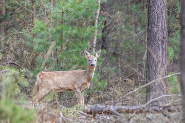 roe stands in the forest and looks at the camera