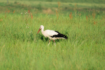 white stork in the meadow (Ciconia ciconia)