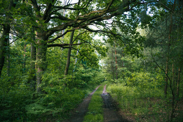 Piękny zielony las pod Warszawą 